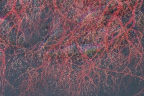 Retraite de Continuum Movement® 9-13 juillet 2018&nbsp;Bordeaux