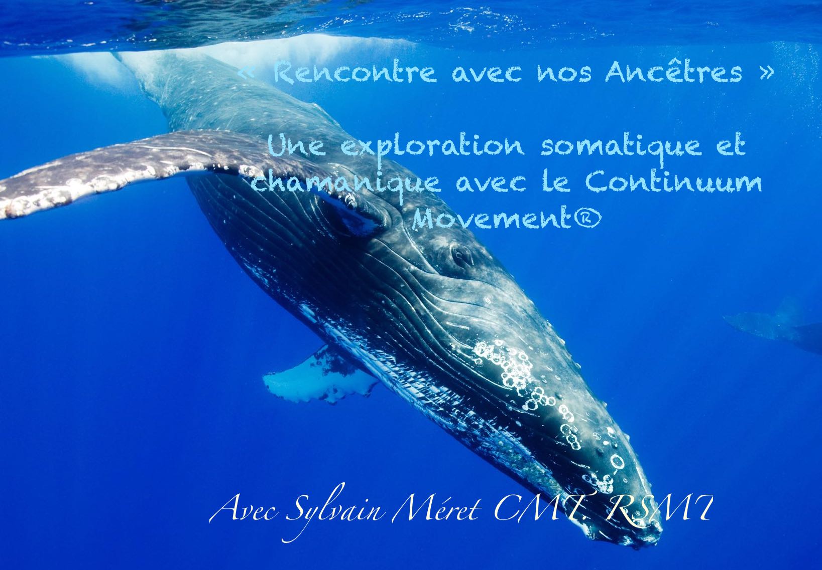 Humpback Whale Underwater